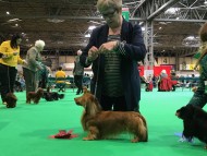 dachshund12 dachshund12