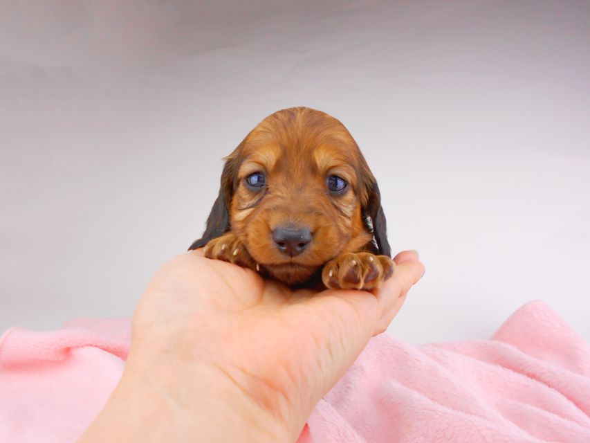 ミニチュアダックスフンド サリーアン & ジムの子犬 レッド 男の子（2）