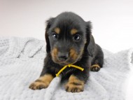 dachshund122
