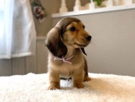 dachshund12293