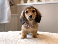 dachshund12297