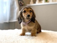 dachshund12300