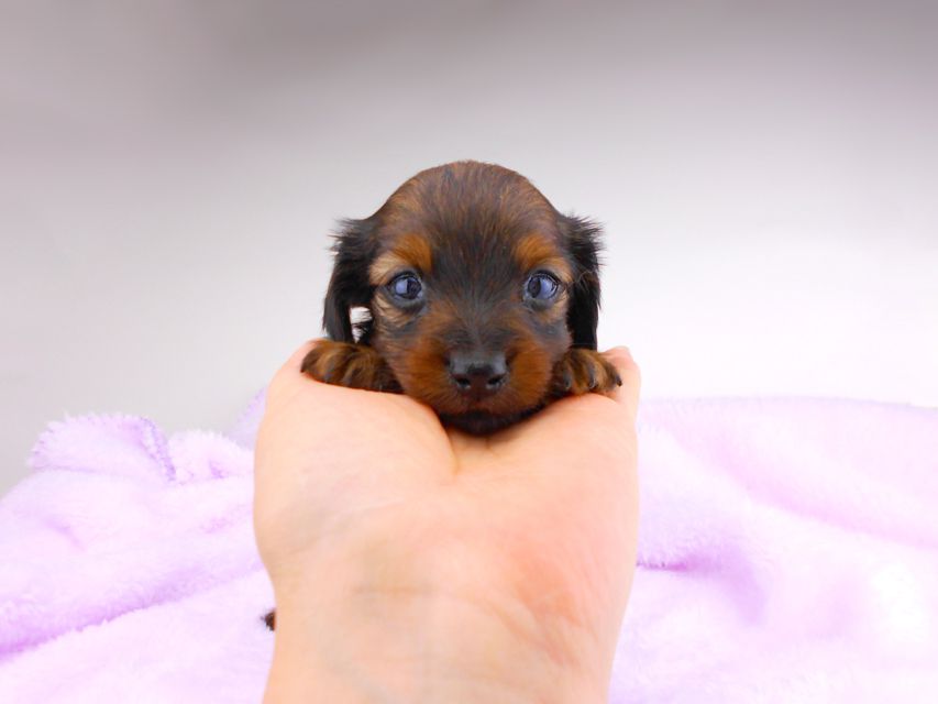カニンヘンダックスフンド チャーム & ブルースの子犬 レッド 女の子dachshund123 カニンヘンダックスフンド チャーム & ブルースの子犬 レッド 女の子