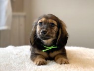 dachshund12327
