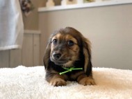 dachshund12332