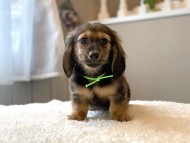 dachshund12334