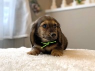 dachshund12340