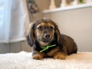 dachshund12358
