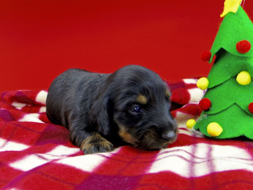 カニンヘンダックスフンド ジルcs & ブルースの子犬 ブラックタン 女の子