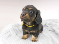 dachshund126