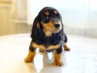dachshund12