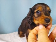 dachshund12