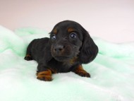 dachshund129 dachshund129