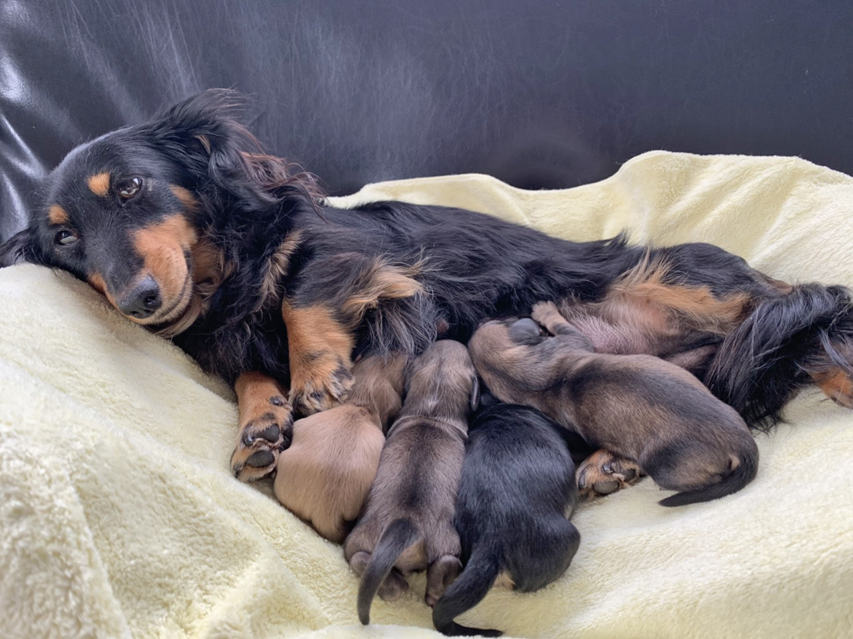 カニンヘンダックスフンド レイcs　2月5日 子犬の出産