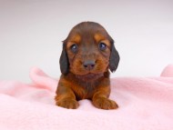 dachshund133 dachshund133