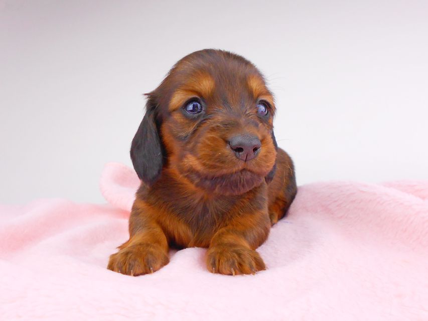 ミニチュアダックスフンド サリーアン & ジムの子犬 レッド 女の子dachshund134 ミニチュアダックスフンド サリーアン & ジムの子犬 レッド 女の子