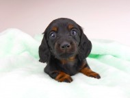 dachshund135 dachshund135