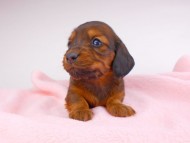 dachshund135