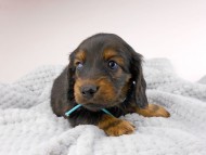 dachshund135