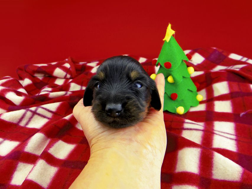 カニンヘンダックスフンド ジルcs & ブルースの子犬 ブラックタン 女の子