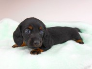 dachshund136