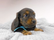 dachshund136