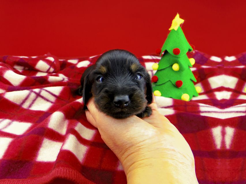 カニンヘンダックスフンド ジルcs & ブルースの子犬 ブラックタン 女の子