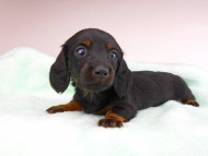 dachshund139 dachshund139
