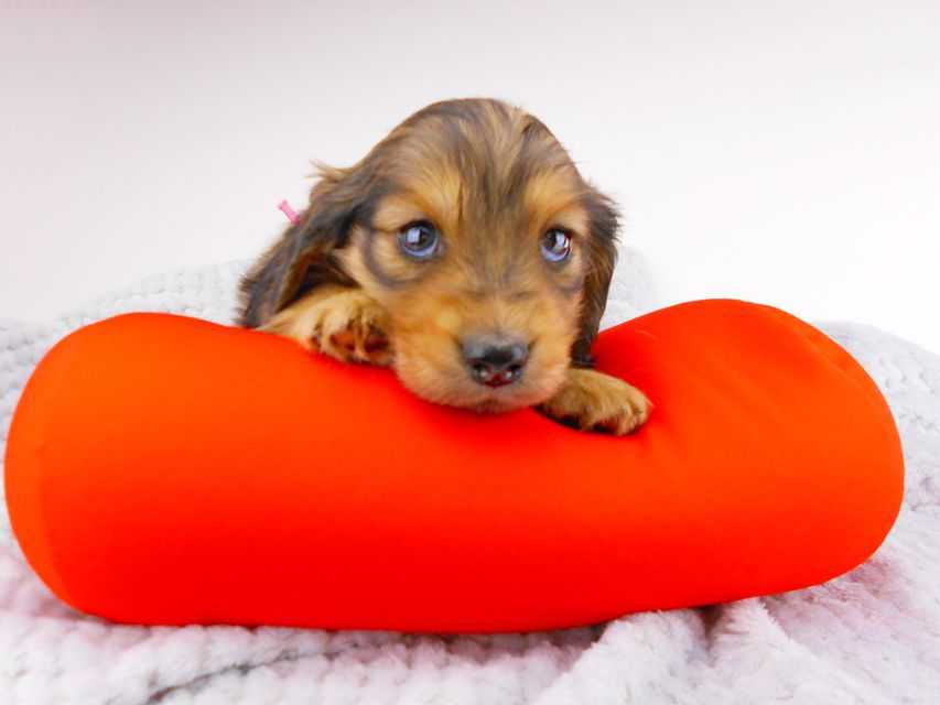 カニンヘンダックスフンド ひなプリhp & オスカルの子犬 イエロー(クリーム) 女の子dachshund140 カニンヘンダックスフンド ひなプリhp & オスカルの子犬 イエロー(クリーム) 女の子