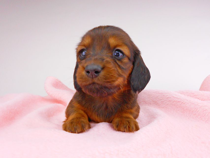 ミニチュアダックスフンド サリーアン & ジムの子犬 レッド 女の子dachshund141 ミニチュアダックスフンド サリーアン & ジムの子犬 レッド 女の子