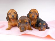 dachshund142