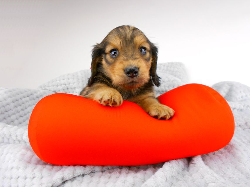 カニンヘンダックスフンド ひなプリhp & オスカルの子犬 イエロー(クリーム) 女の子dachshund142 カニンヘンダックスフンド ひなプリhp & オスカルの子犬 イエロー(クリーム) 女の子