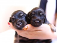 dachshund14 dachshund14