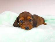 dachshund143