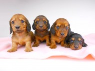 dachshund143 dachshund143