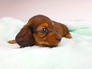 dachshund144