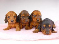 dachshund145