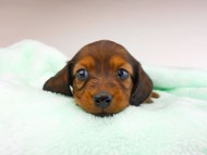 dachshund146