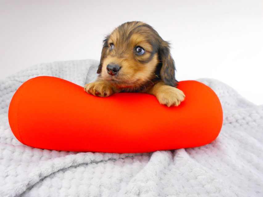 カニンヘンダックスフンド ひなプリhp & オスカルの子犬 イエロー(クリーム) 女の子dachshund146 カニンヘンダックスフンド ひなプリhp & オスカルの子犬 イエロー(クリーム) 女の子