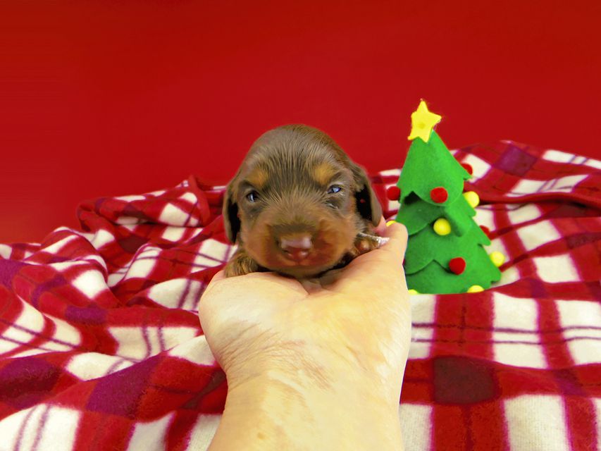 カニンヘンダックスフンド ジルcs & ブルースの子犬 チョコタン 女の子