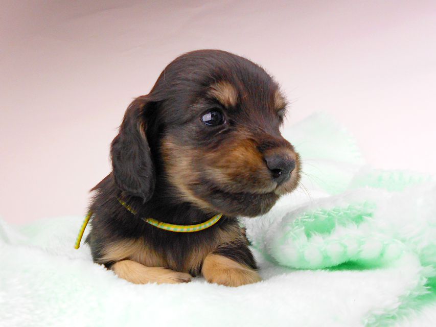 カニンヘンダックスフンド すずhp & 朝日の子犬 ブラックイエロー（ブラッククリーム） 男の子