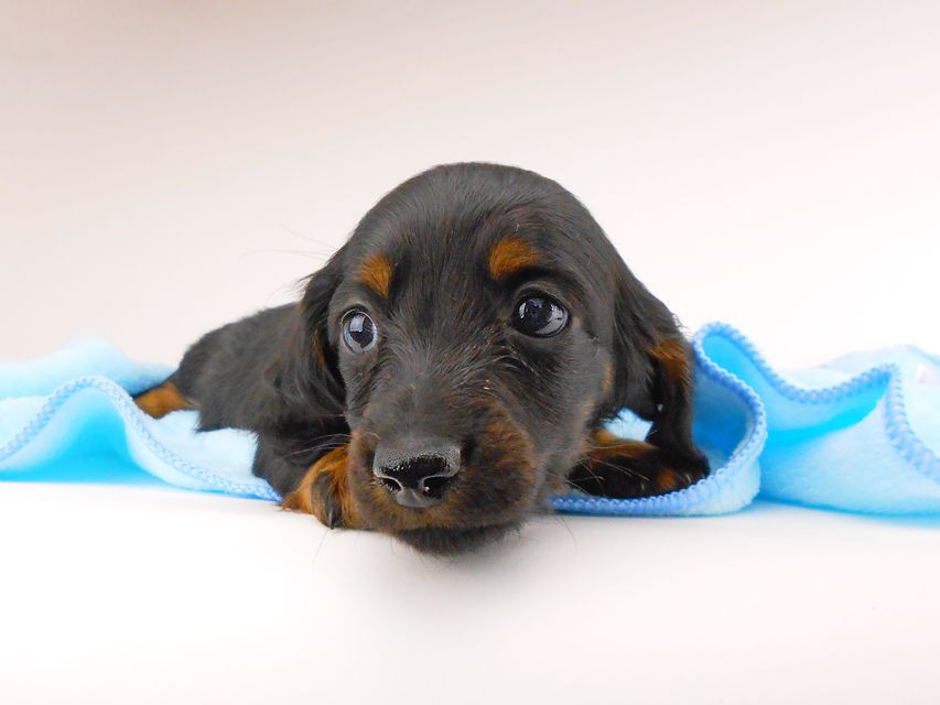 ミニチュアダックスフンド ジャジー & ジムの子犬 ブラタン 男の子dachshund150 ミニチュアダックスフンド ジャジー & ジムの子犬 ブラタン 男の子