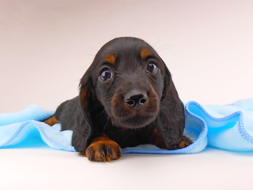 ミニチュアダックスフンド ジャジー & ジムの子犬 ブラタン 男の子dachshund151 ミニチュアダックスフンド ジャジー & ジムの子犬 ブラタン 男の子