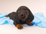 dachshund152 dachshund152