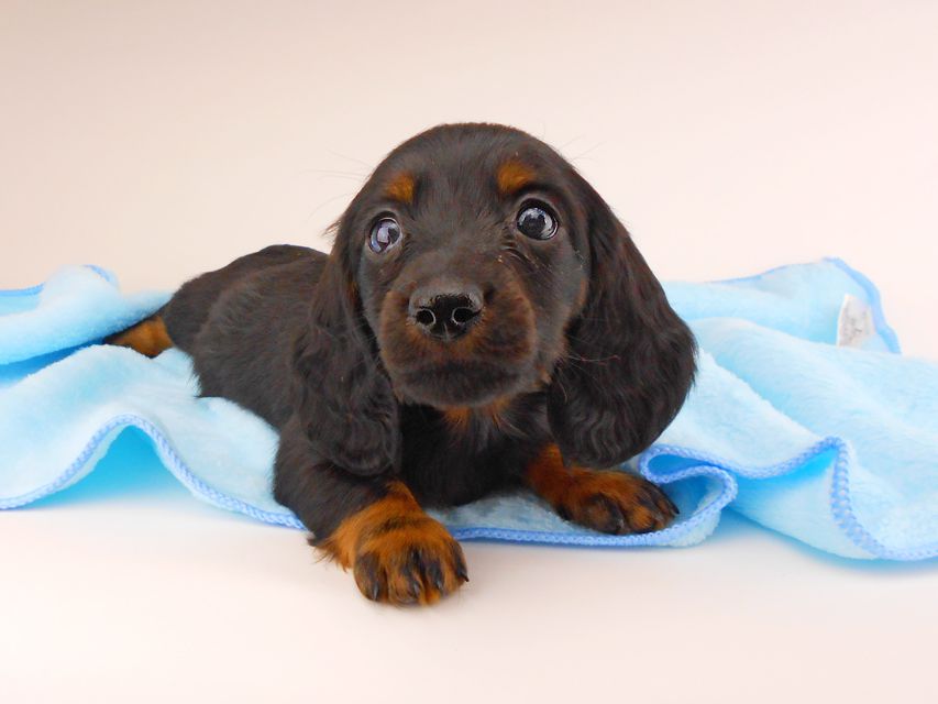 ミニチュアダックスフンド ジャジー & ジムの子犬 ブラタン 男の子dachshund152 ミニチュアダックスフンド ジャジー & ジムの子犬 ブラタン 男の子