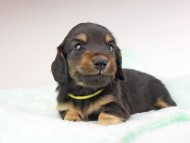 dachshund152
