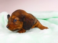 dachshund153