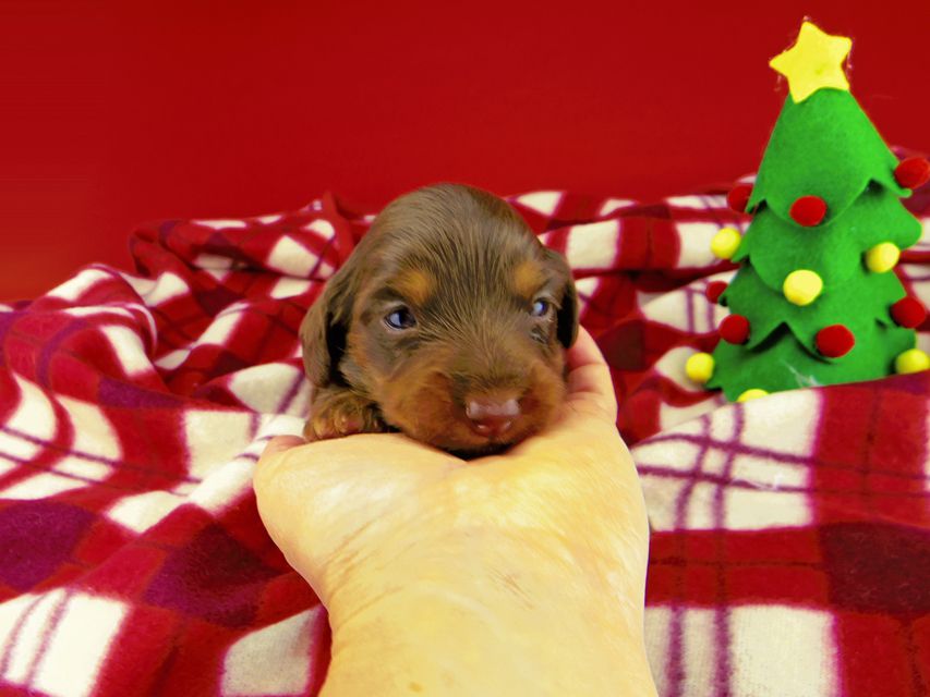 カニンヘンダックスフンド ジルcs & ブルースの子犬 チョコタン 女の子