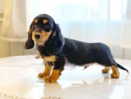 dachshund15