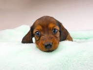 dachshund154